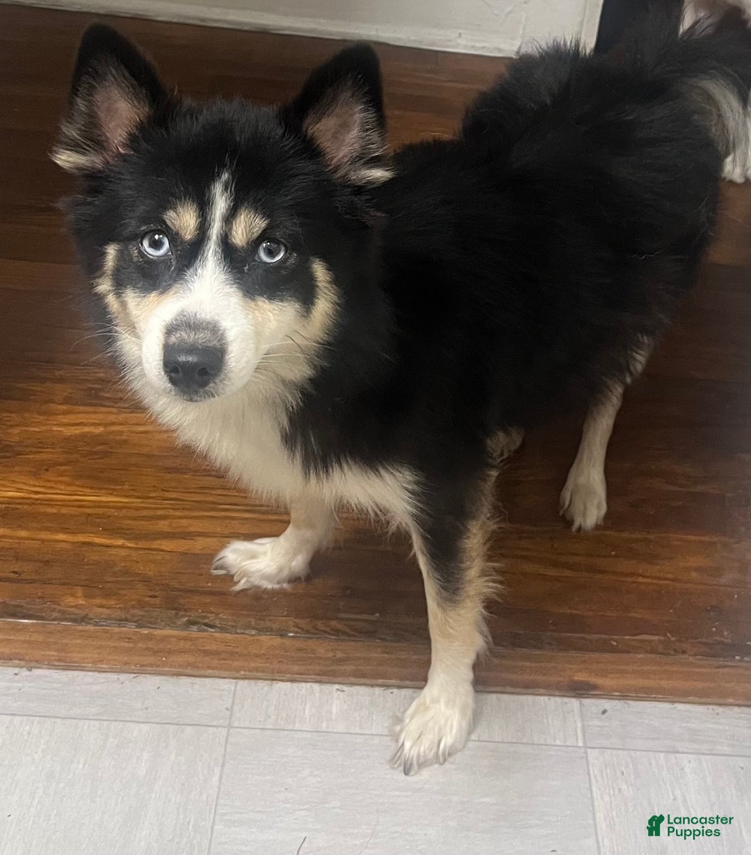 Pomsky dogs for sale: Snow White - Ad 3