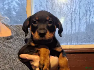 Rottweiler dogs Rottweiler Puppy 3 - Ad 5