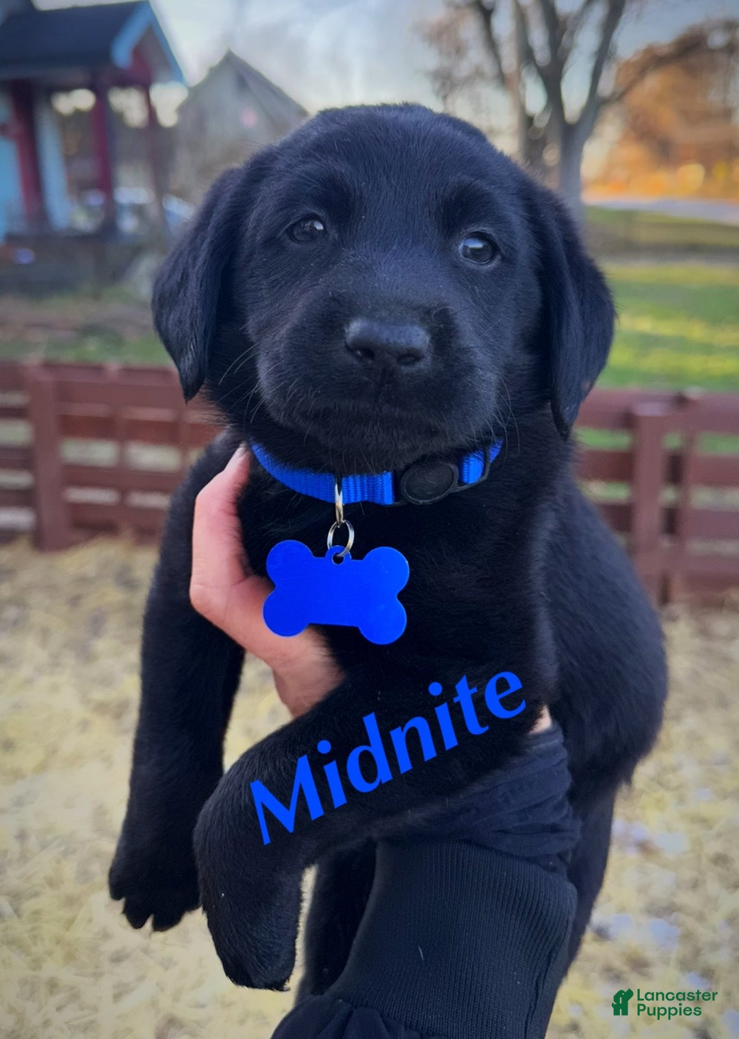 Labrador Retriever dogs for sale: Labrador Retriever Puppy 1 - Ad 2