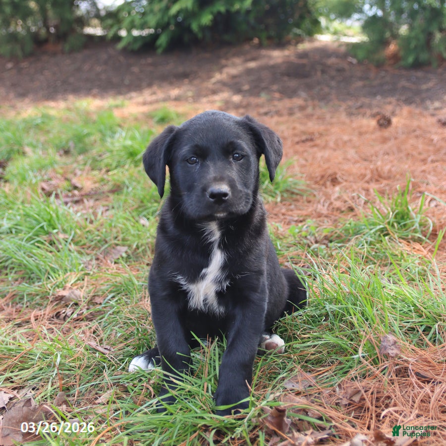 Mixed Breed dogs Mazie - Ad 1