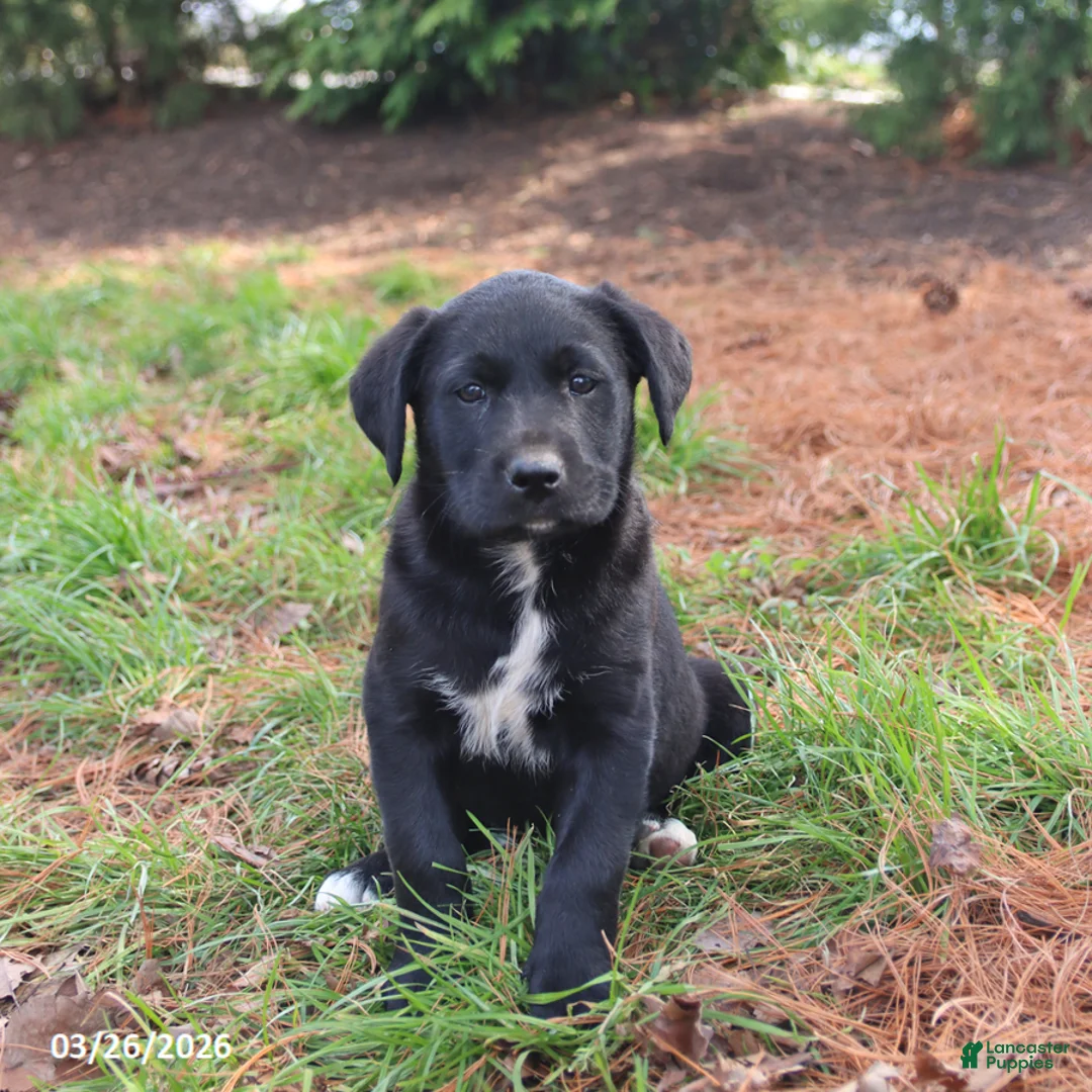 Mixed Breed dogs for sale: Mazie - Ad 1