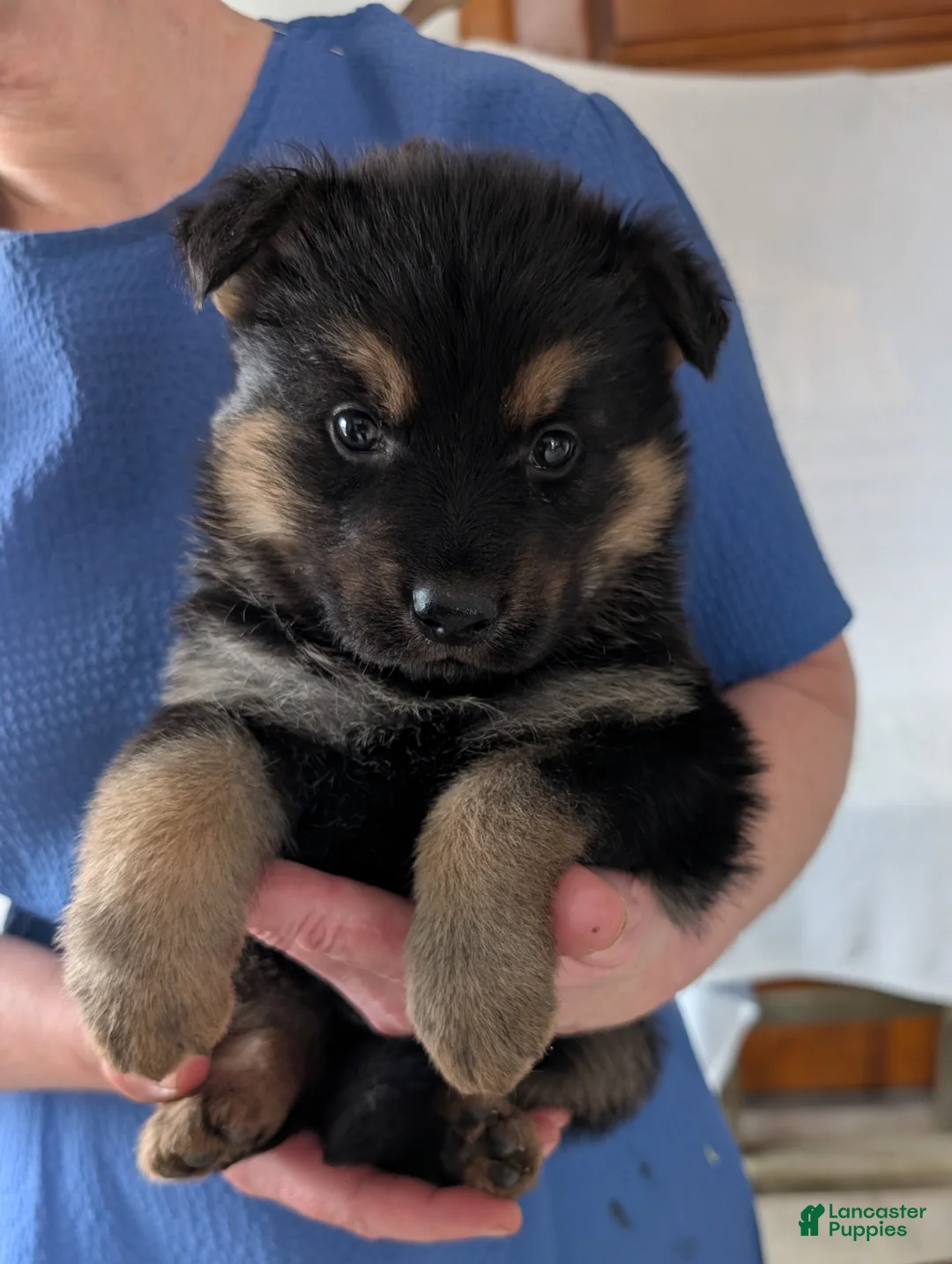 German Shepherd dogs for sale: Bella  - Ad 4