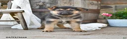 German Shepherd dogs for sale: Lulu  - Ad 4