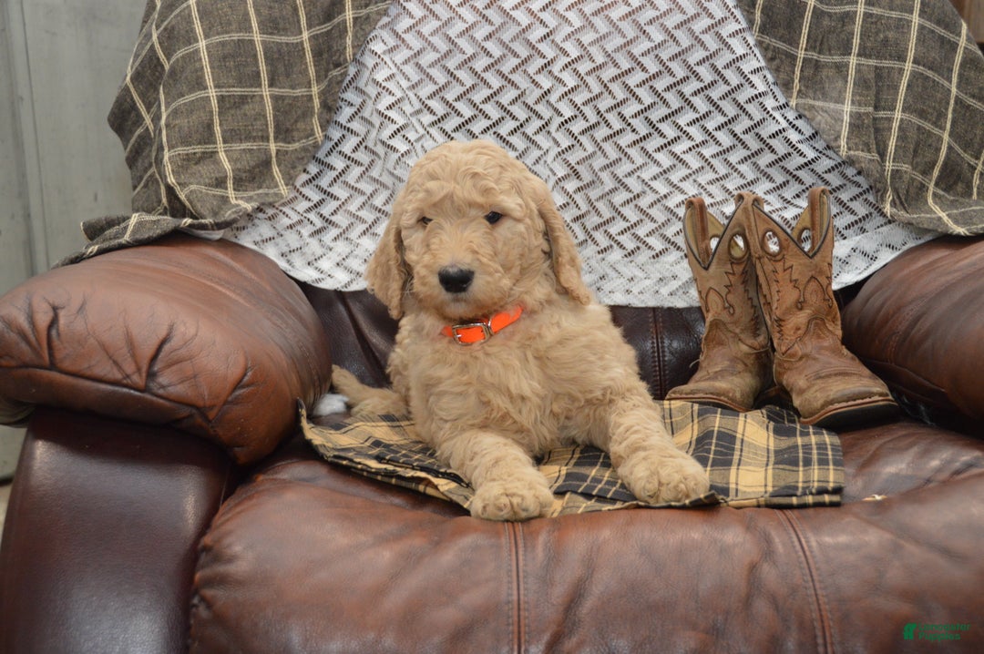 Goldendoodle dogs for sale: Rex - Ad 3
