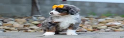 Mini Bernedoodle dogs for sale: 🐾 Percy 🐾 - Ad 11