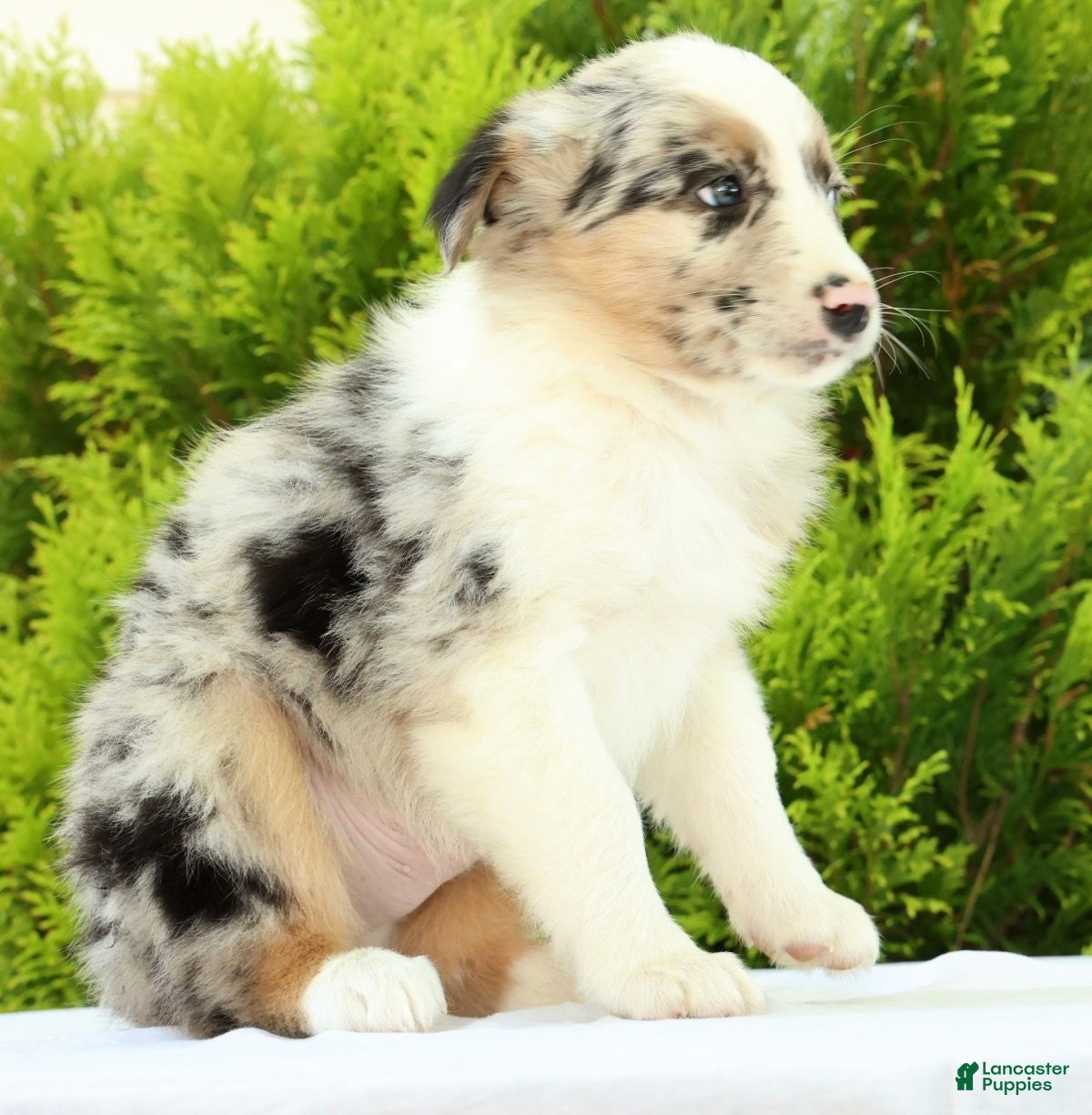 Australian Shepherd dogs for sale: Jack - Ad 6