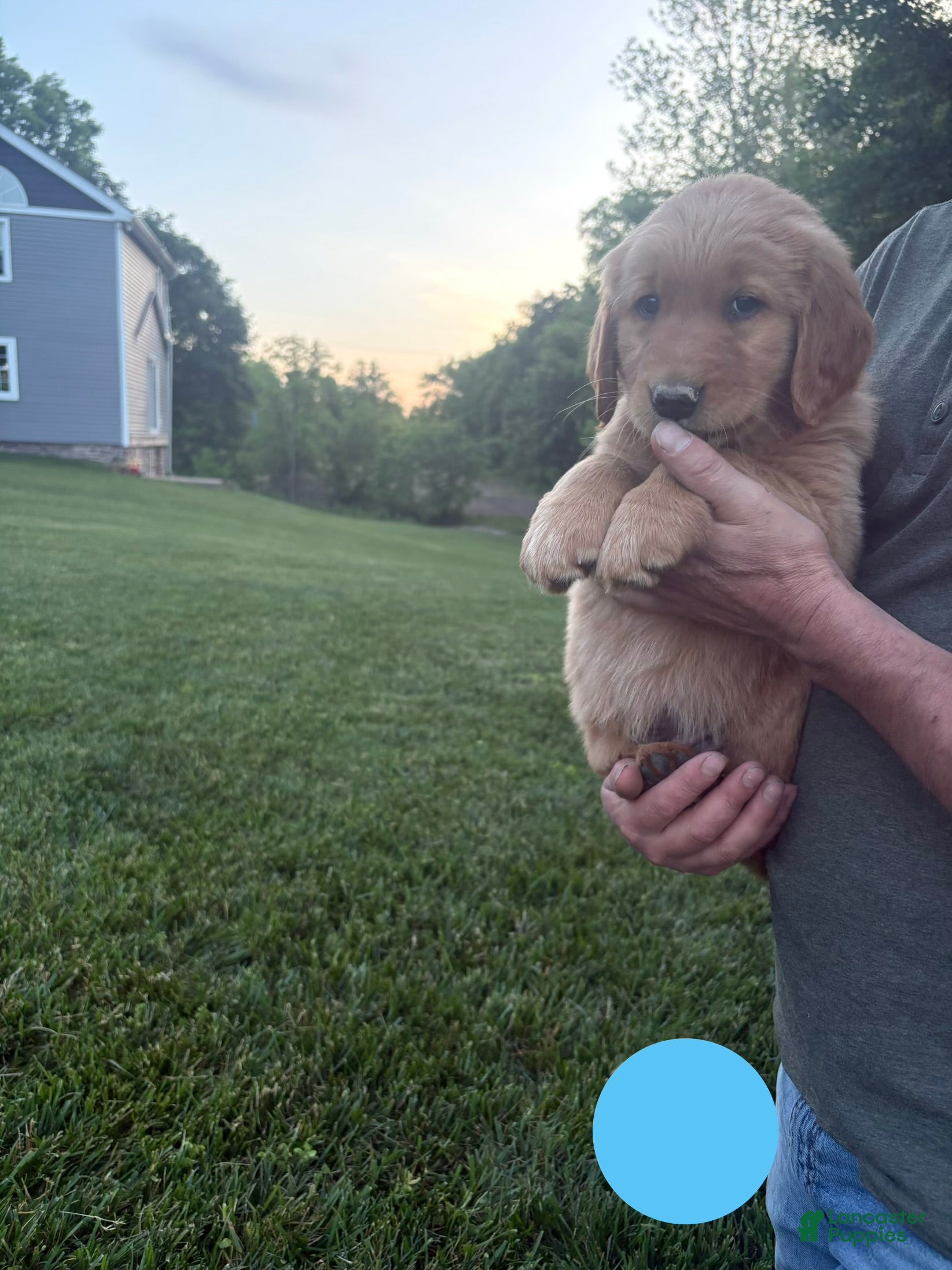 Golden Retriever dogs for sale: Bluey - Ad 4