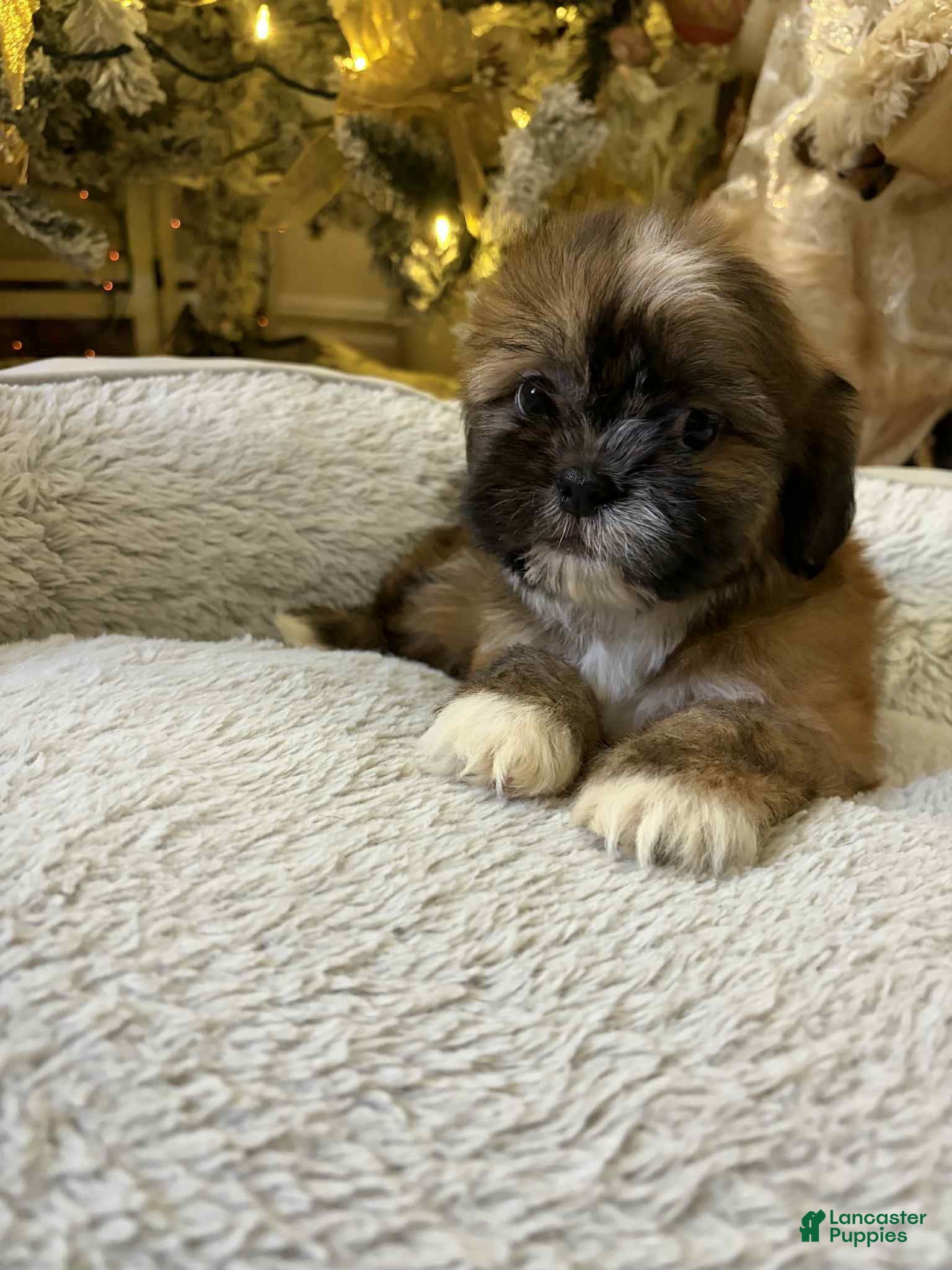 Shih Tzu dogs King - Ad 8