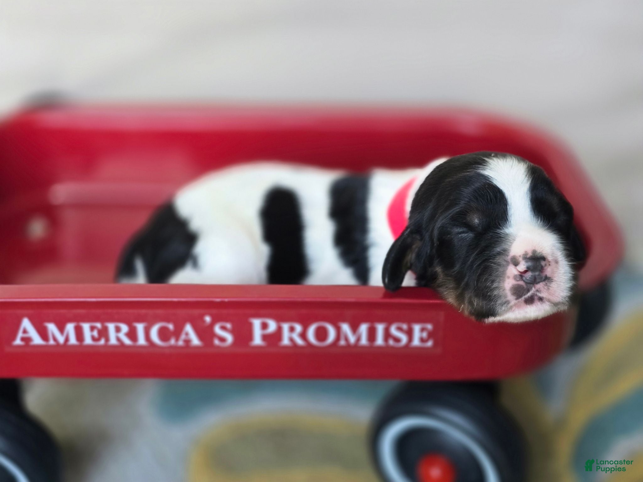 English Springer Spaniel dogs Liberty  - Ad 29