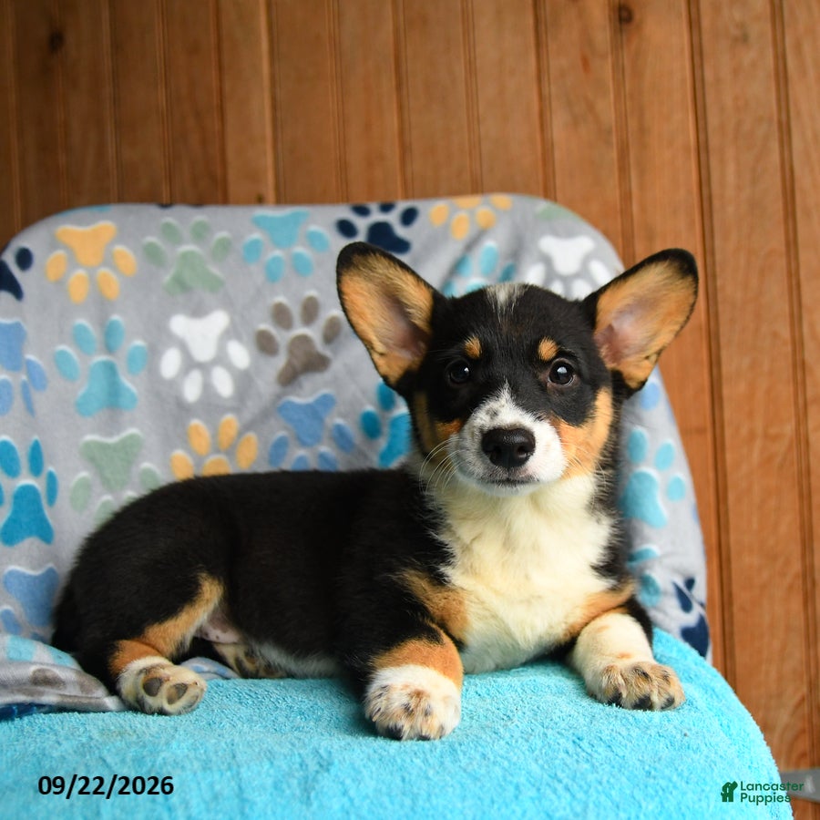 Welsh Corgi Pembroke dogs Harper - Ad 1