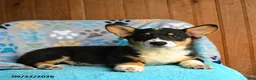 Welsh Corgi Pembroke dogs for sale: Harper - Ad 1