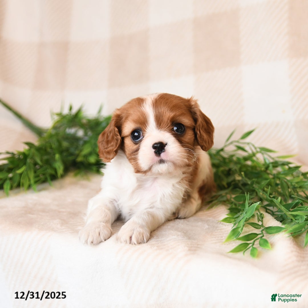 Cavalier King Charles Spaniel dogs for sale: Skippy - Ad 4