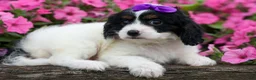 Cavapoo dogs for sale: Priscilla🌸 - Ad 18