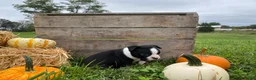 Boston Terrier dogs for sale: Milo - Ad 7