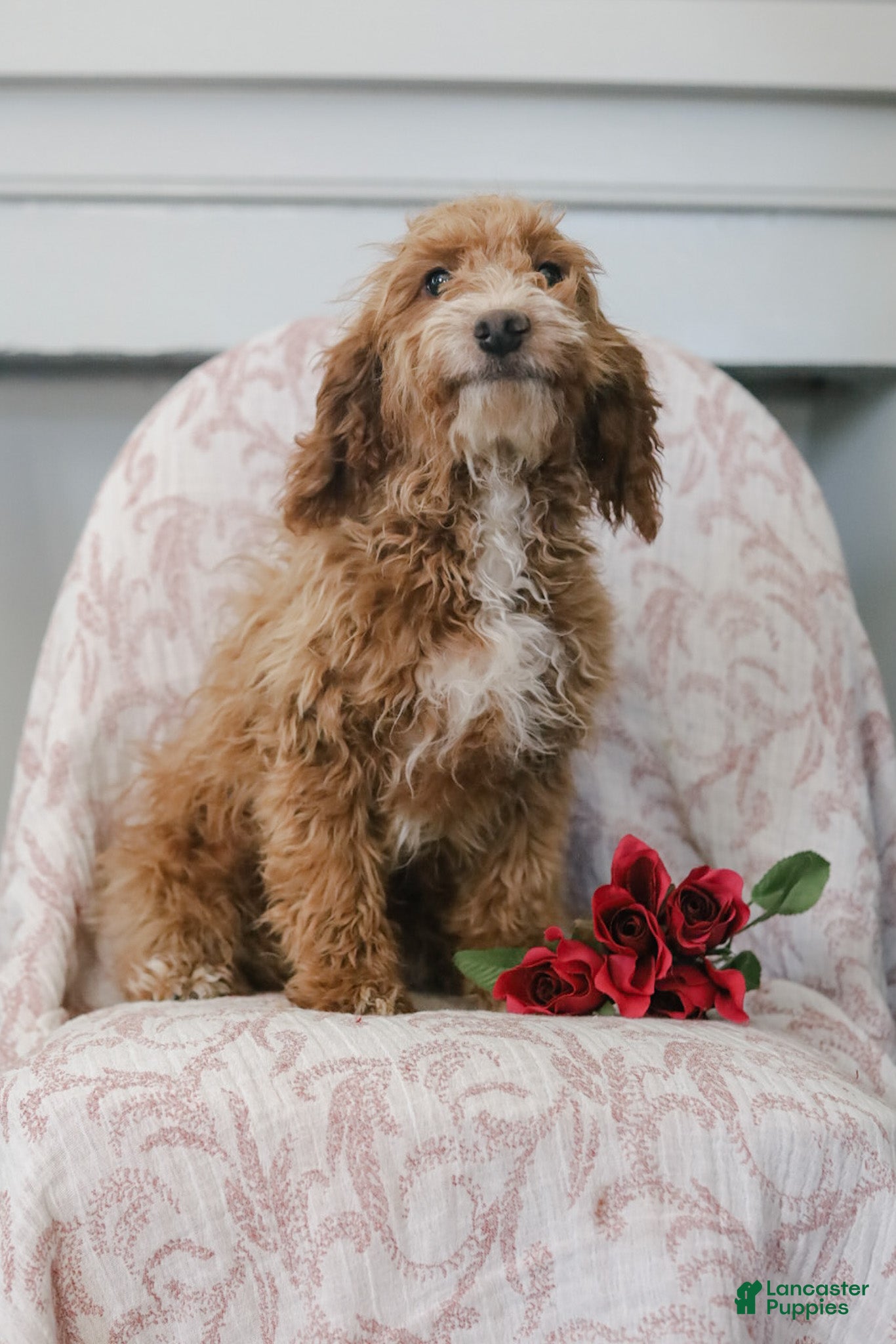 Cockapoo dogs Carter - Ad 1