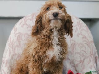 Cockapoo dogs Carter - Ad 1