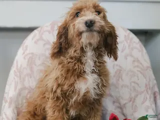 Cockapoo dogs Carter - Ad 35