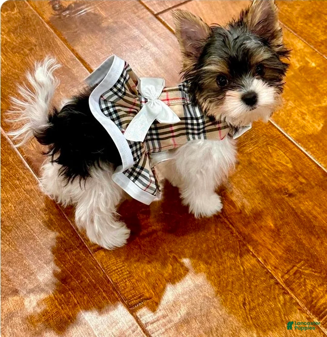 Yorkiepoo dogs for sale: Yorkiepoo Puppy 3 - Ad 2