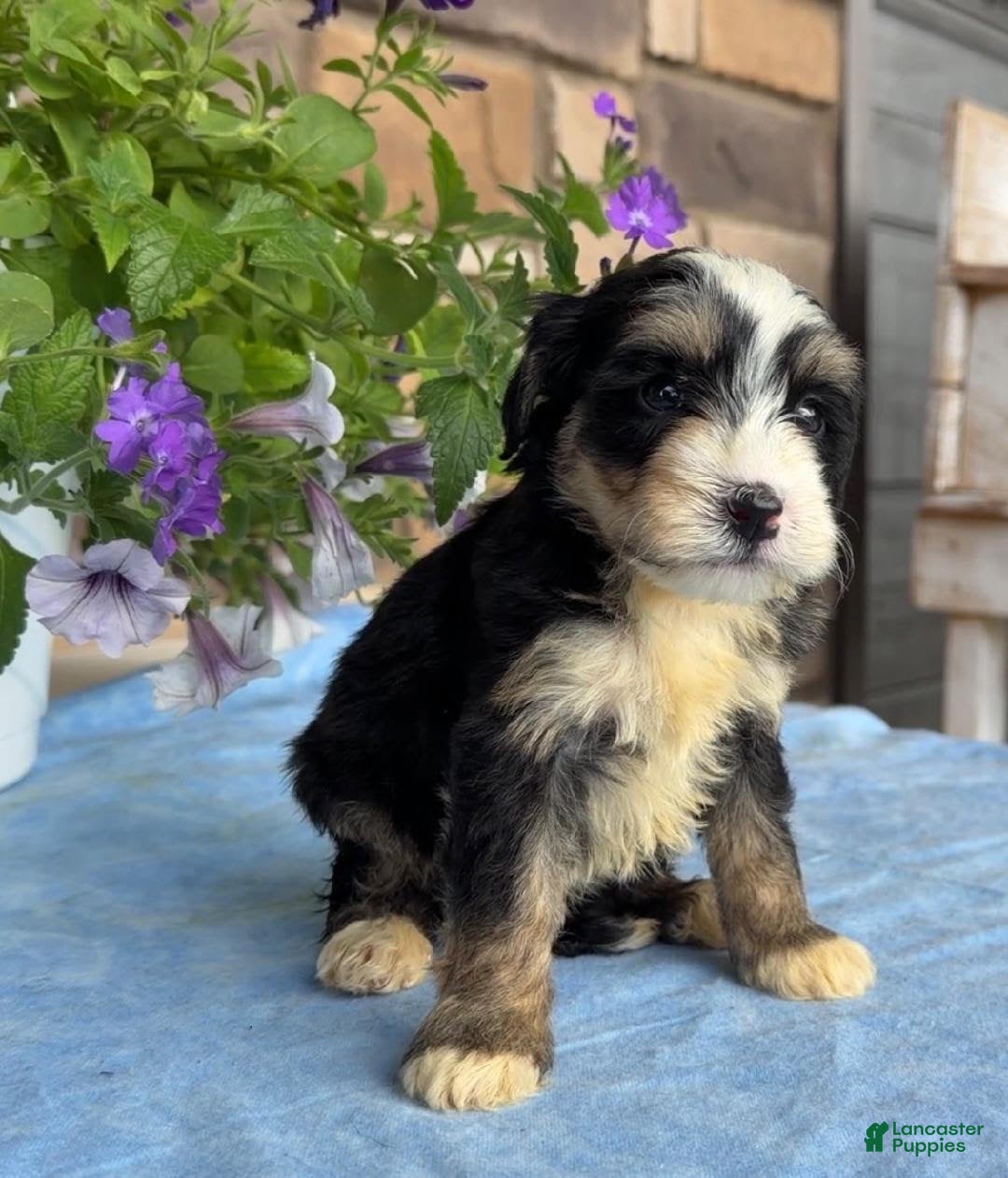 Mini Bernedoodle dogs Cammy - Ad 1