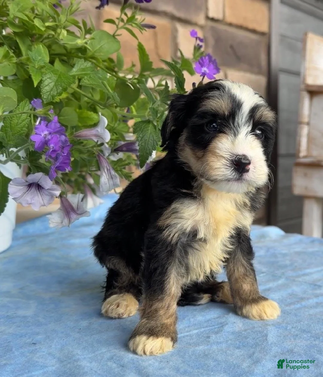 Mini Bernedoodle dogs for sale: Cammy - Ad 1