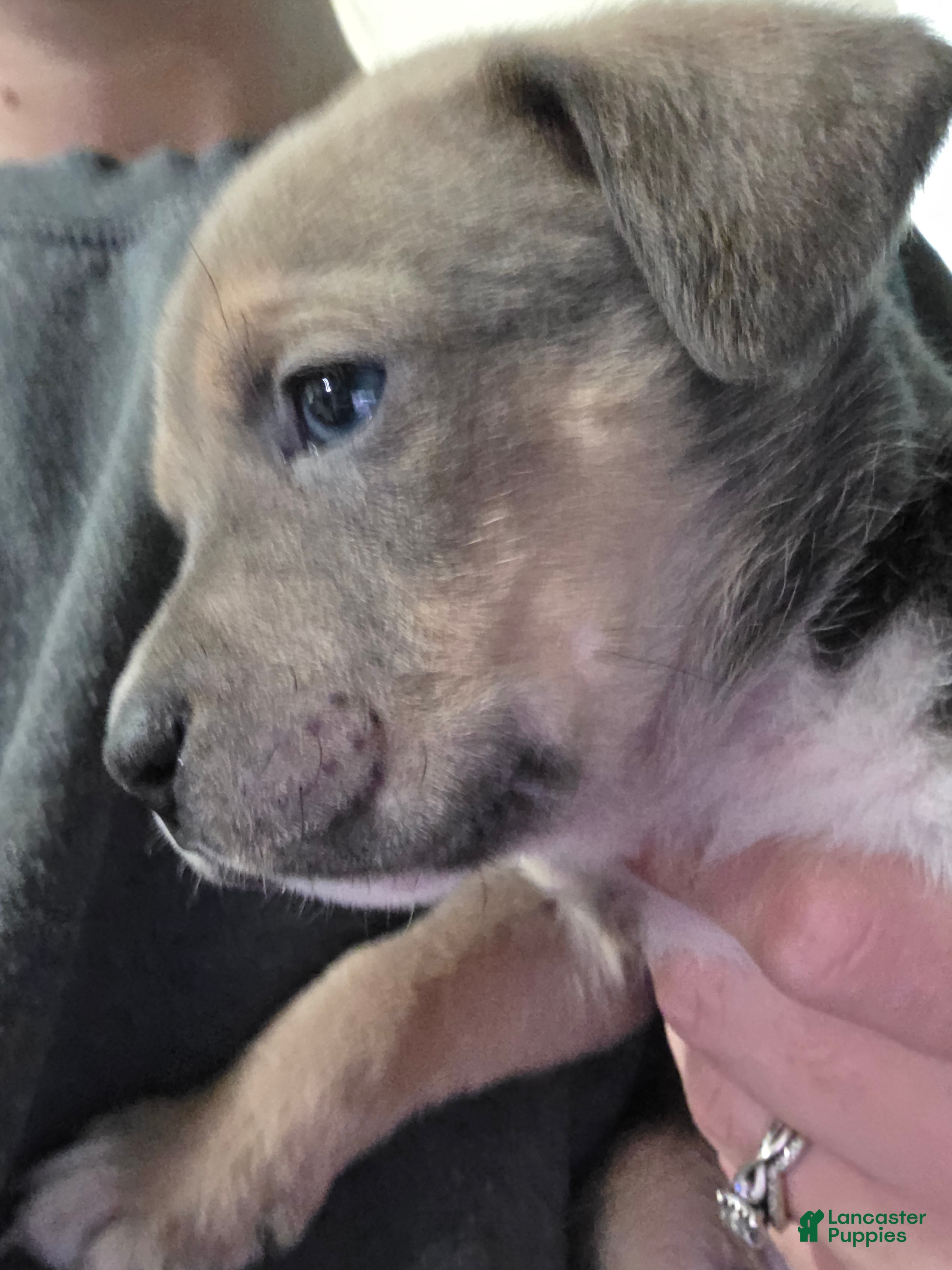 Mixed Breed dogs Hermes - Ad 19