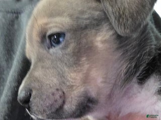 Mixed Breed dogs Hermes - Ad 16