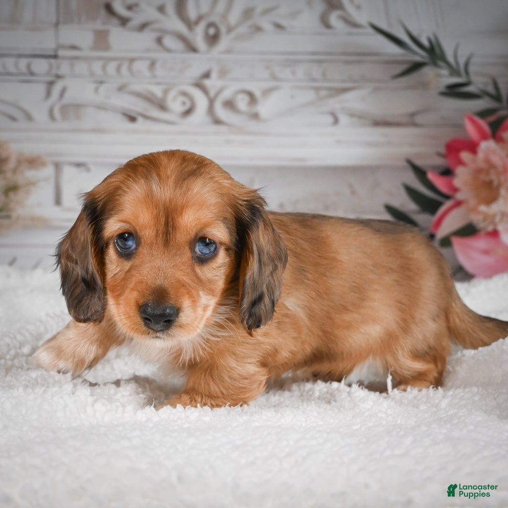 Miniature Dachshund dogs for sale: AKC-Brodie - Ad 5