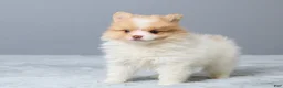 Pomeranian dogs for sale: Tammy - Ad 5
