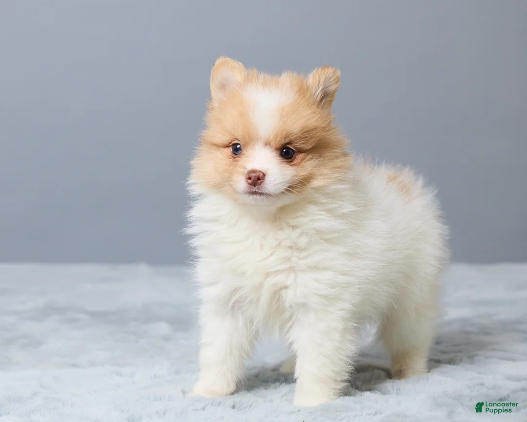 Pomeranian dogs for sale: Tammy - Ad 5