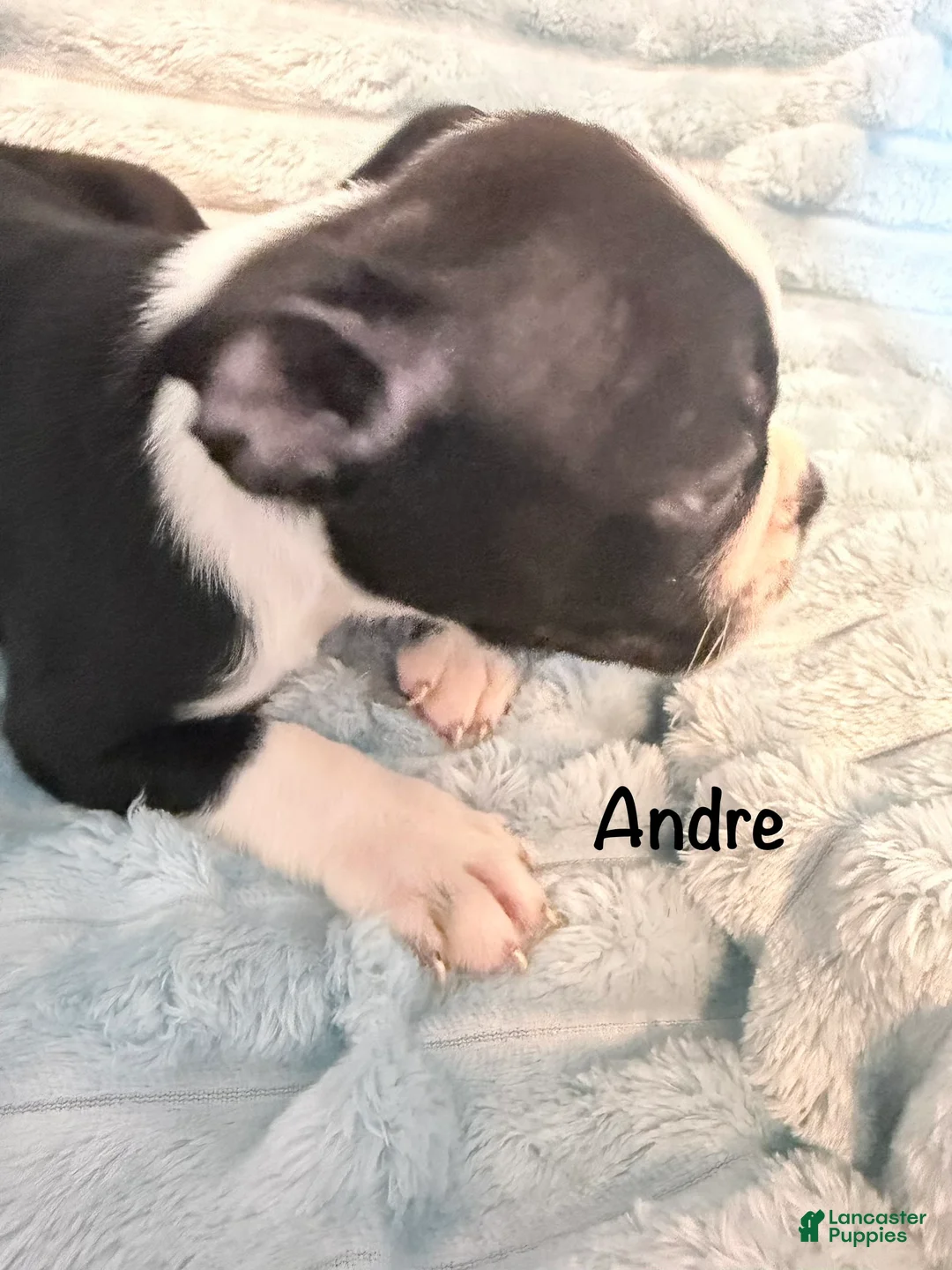 Boston Terrier dogs for sale: Andre - Ad 2