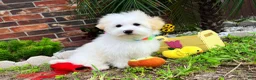 Maltipoo dogs for sale: Snow White - Ad 42