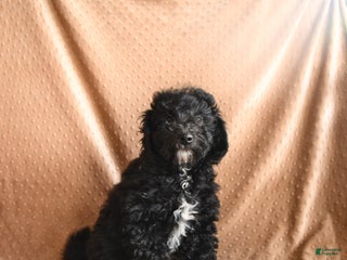 Mini Aussiedoodle dogs - Ad 12