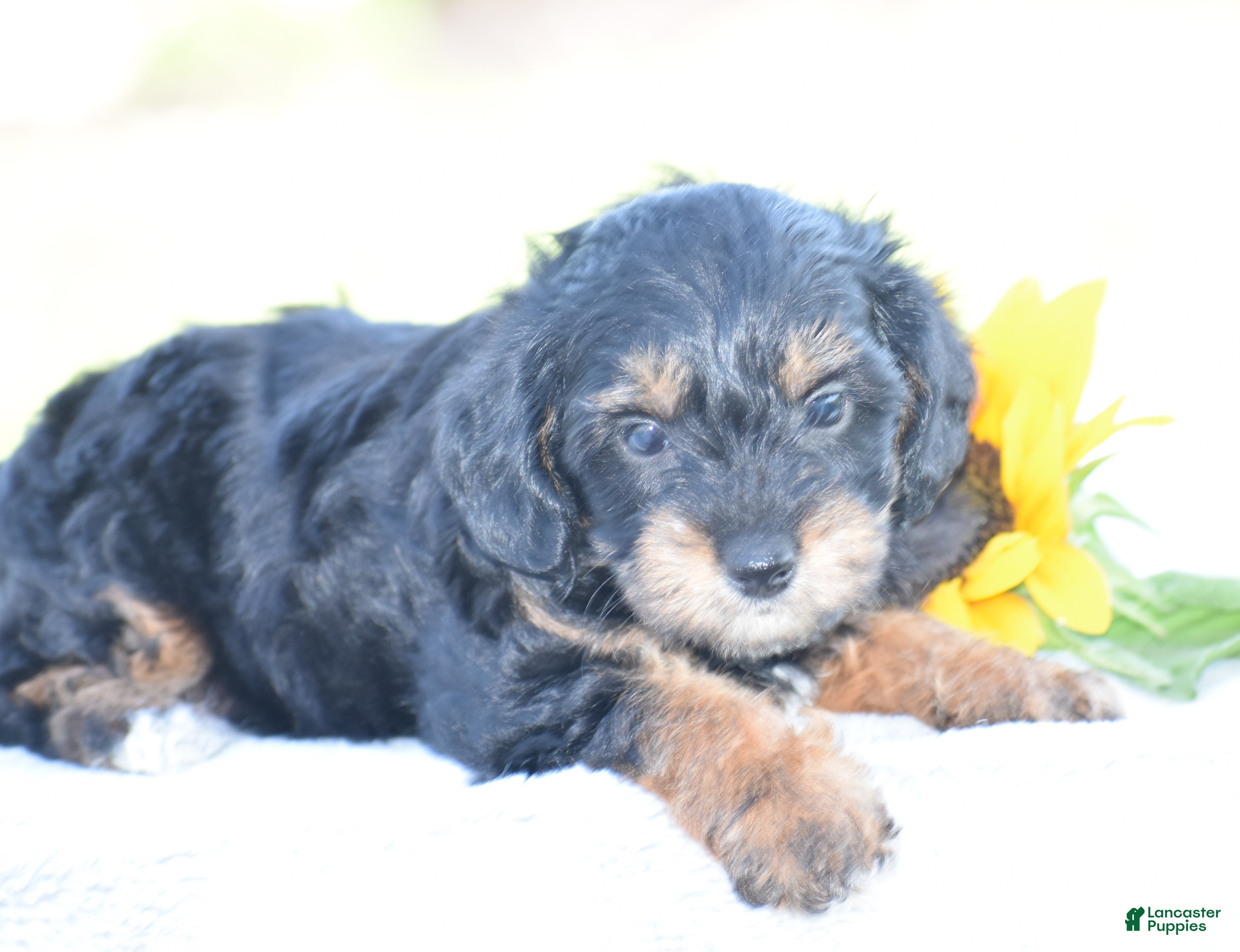 Yorkiepoo dogs Adora - Ad 2