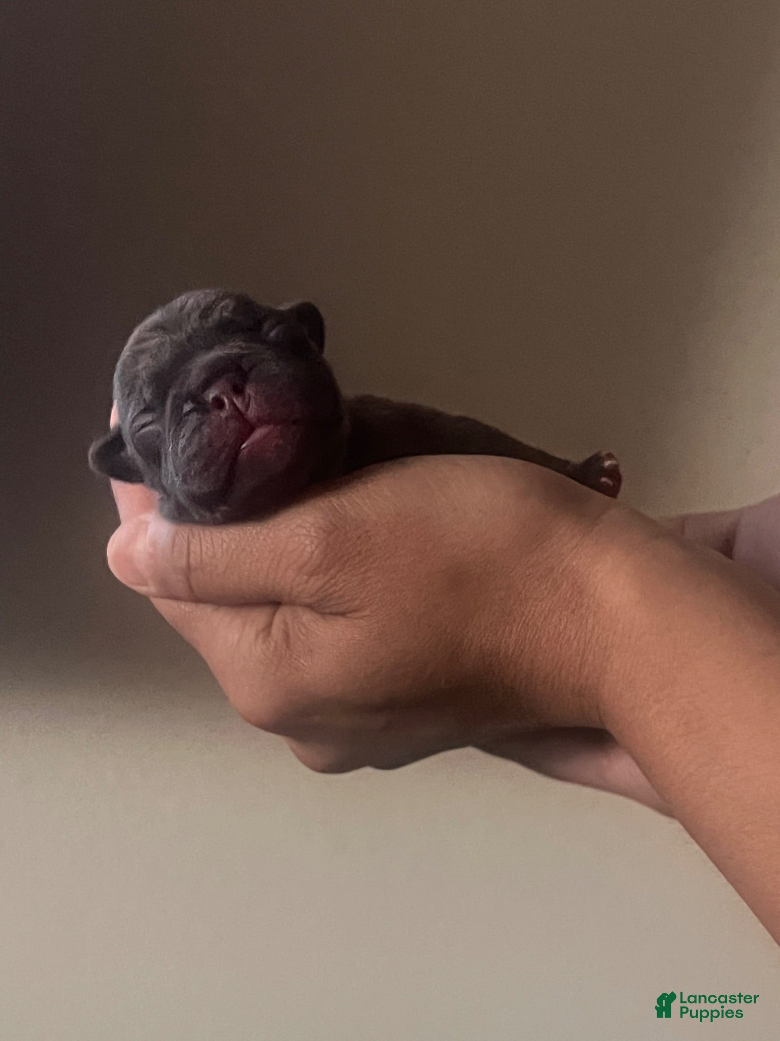 French Bulldog dogs French Bulldog 4 - Ad 19