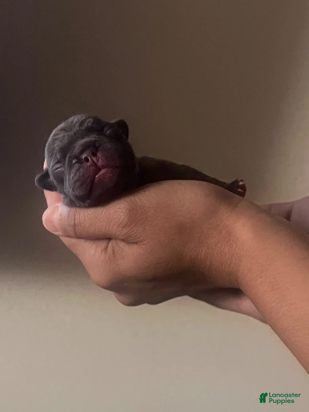 French Bulldog dogs for sale: French Bulldog 4 - Ad 1
