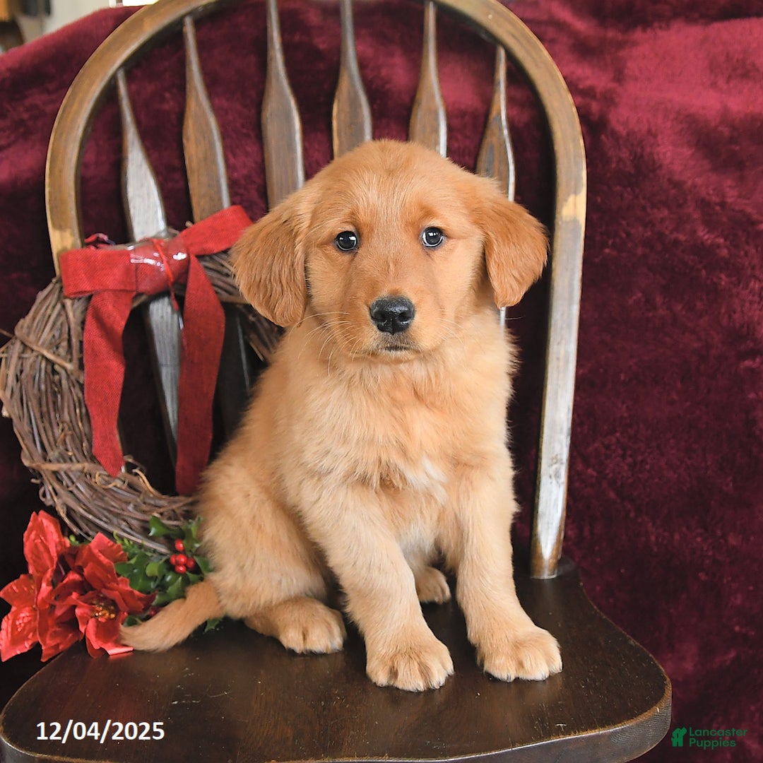 Golden Retriever dogs for sale: Jimmy - Ad 3