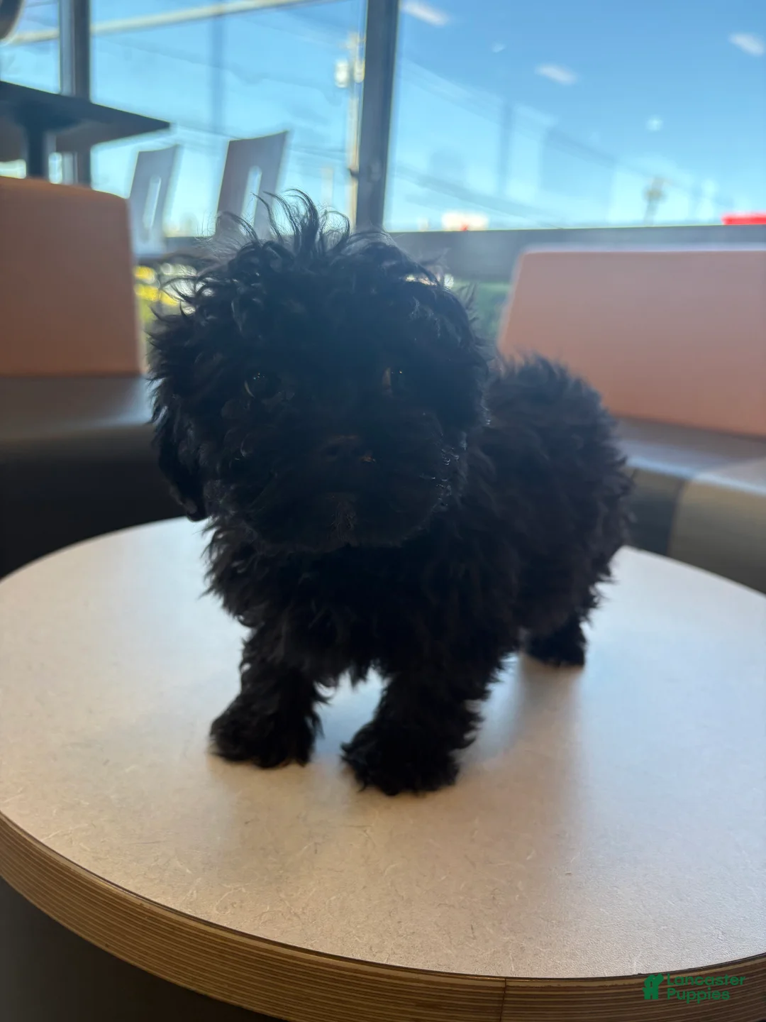 Shihpoo dogs for sale: TINY SHEBA🐾❤️ - Ad 1