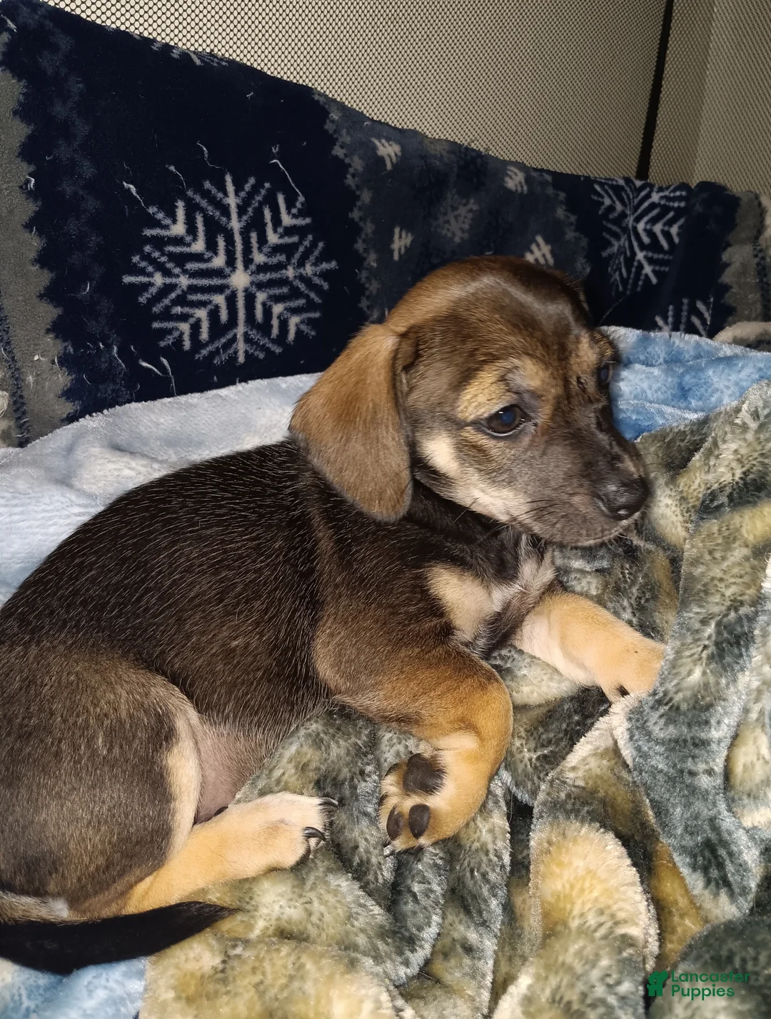 Chiweenie dogs for sale: Chiweenie Puppy 4 - Ad 1