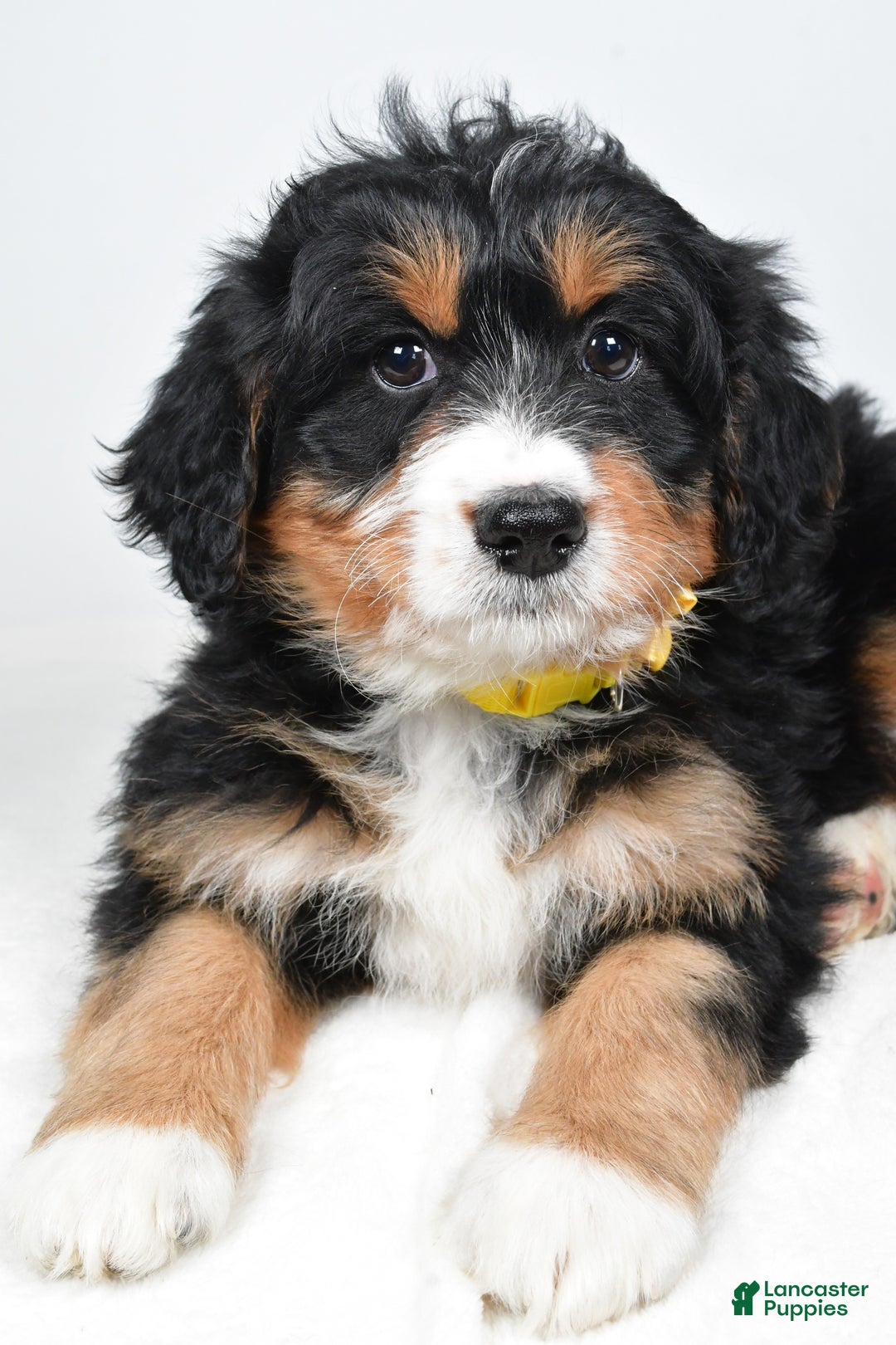 Mini Bernedoodle dogs for sale: Alice - Ad 2