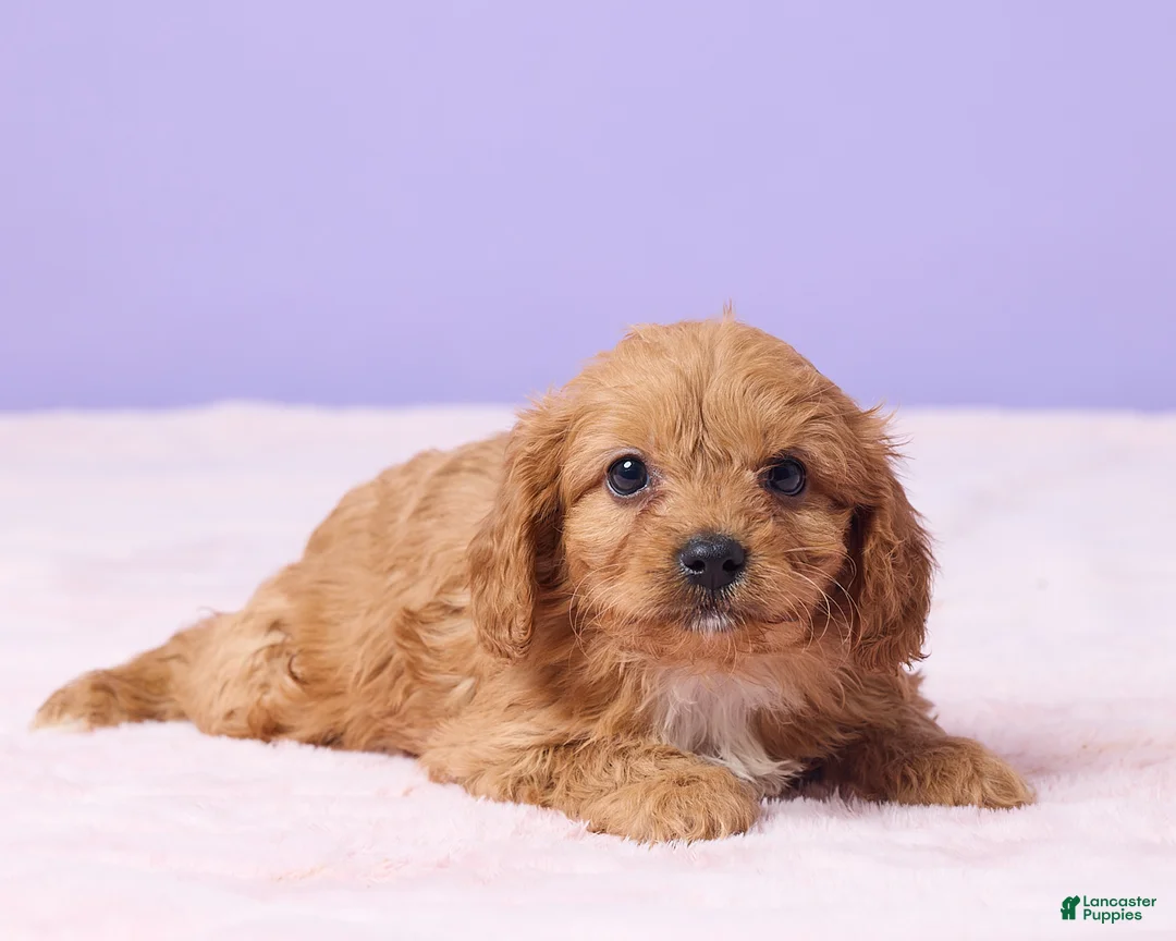 Cavapoo dogs for sale: Bryce - Ad 3