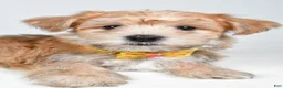 Morkie dogs for sale: Gabe - Ad 7