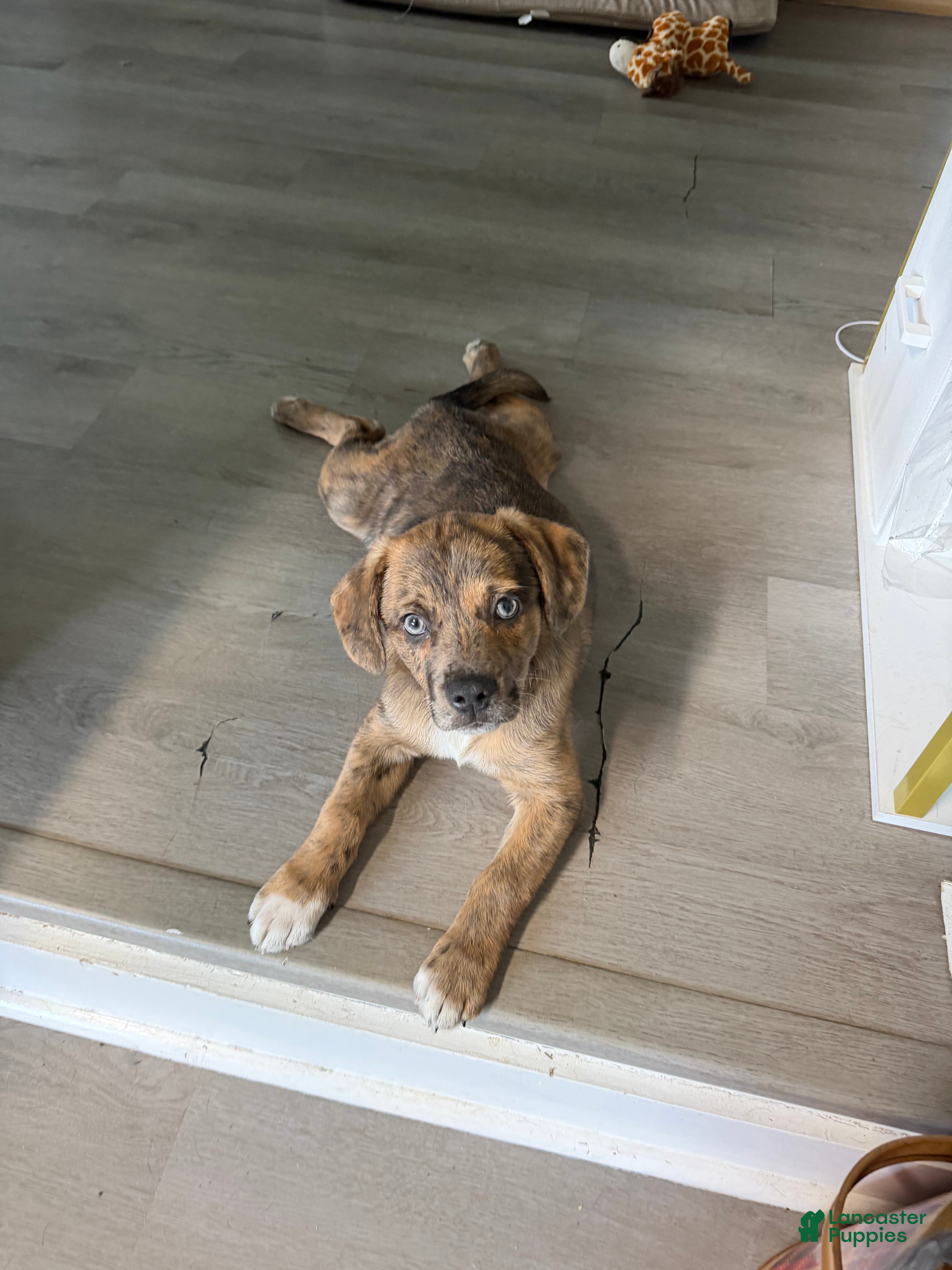 Mixed Breed dogs Larry - Ad 12