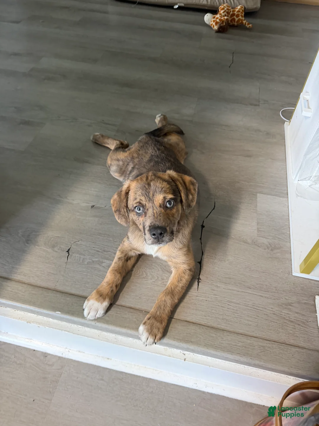 Mixed Breed dogs for sale: Larry - Ad 1