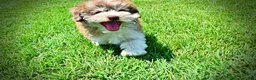 Havapoo dogs for sale: Domino - Ad 18