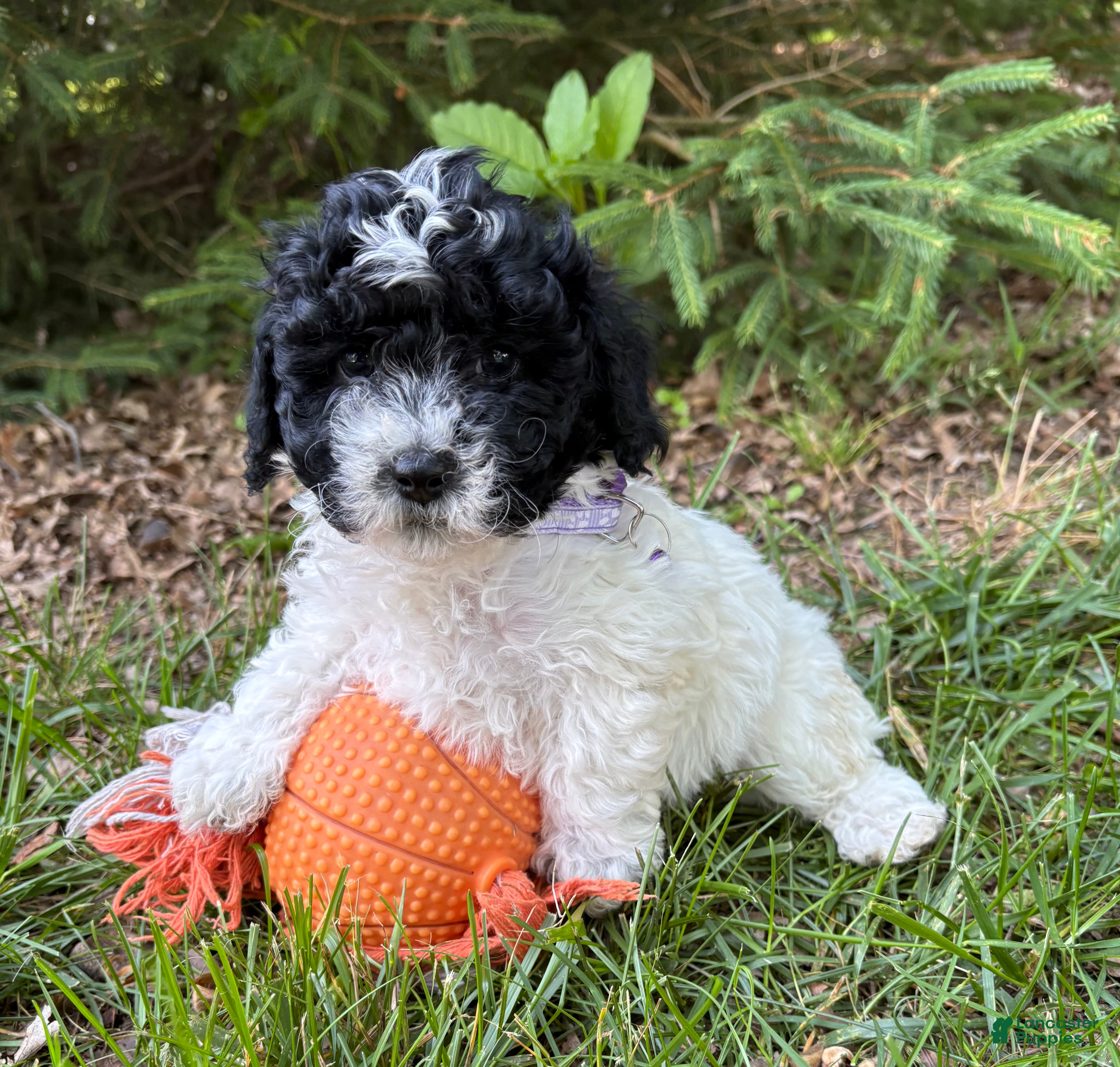 Havapoo dogs Ava  - Ad 2