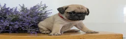 Pug dogs for sale: Nash - Ad 9