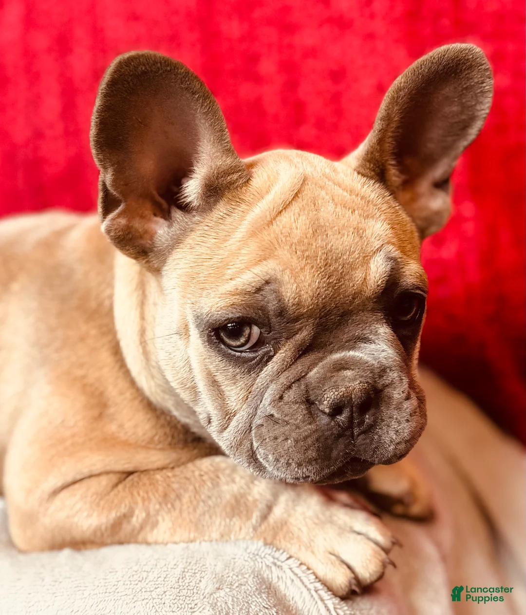 French Bulldog dogs for sale: Rosalita - Ad 8