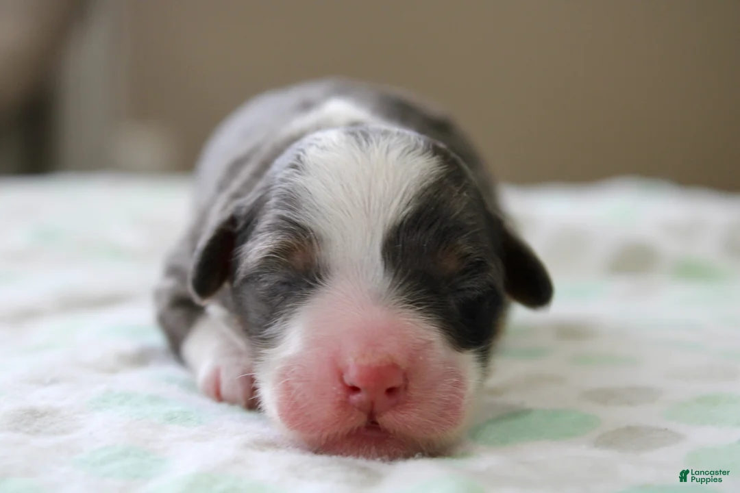 Mini Bernedoodle dogs for sale: Ramsey  - Ad 1