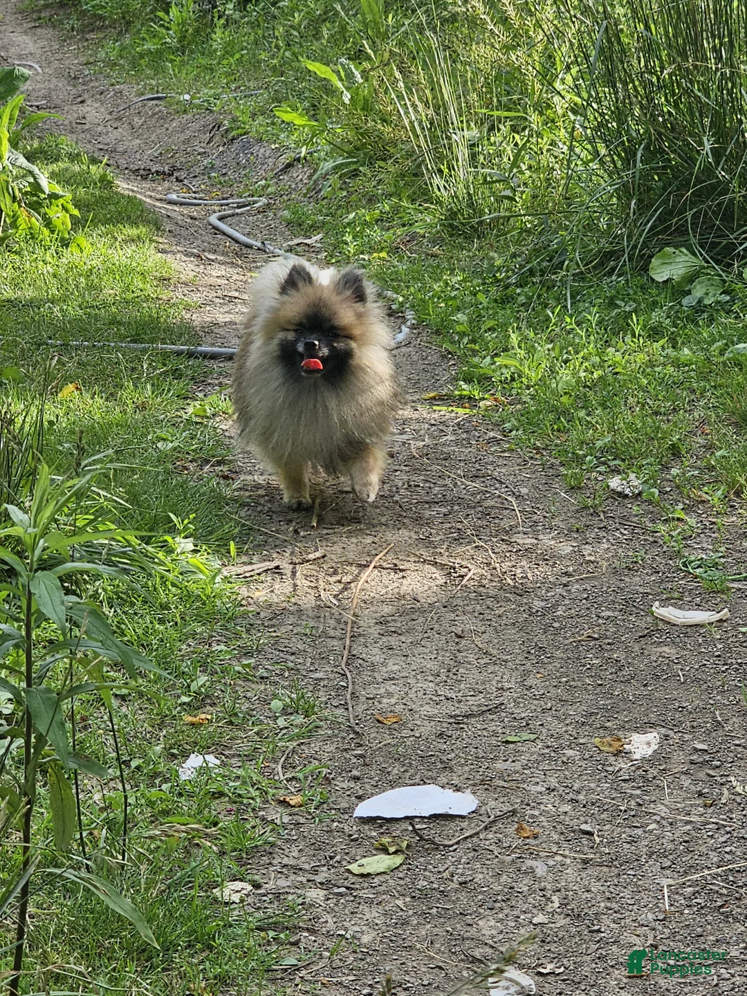 Pomeranian dogs for sale: Moose - Ad 12