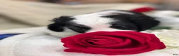 Aussiedoodle dogs for sale: Joy - Ad 4